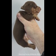 Dachshund (Standard &amp; Miniature) - Bitches