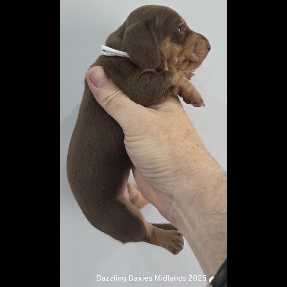 Dachshund (Standard &amp; Miniature) - Bitches