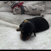 Dachshund (Standard &amp; Miniature) - Bitches