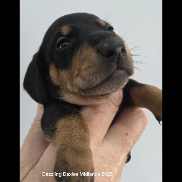 Dachshund (Standard &amp; Miniature) - Bitches