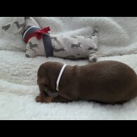 Dachshund (Standard &amp; Miniature) - Bitches