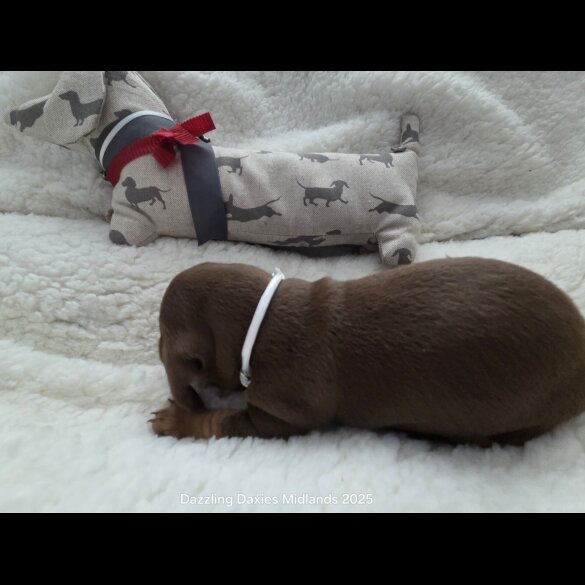 Dachshund (Standard &amp; Miniature) - Bitches