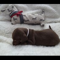 Dachshund (Standard &amp; Miniature) - Bitches