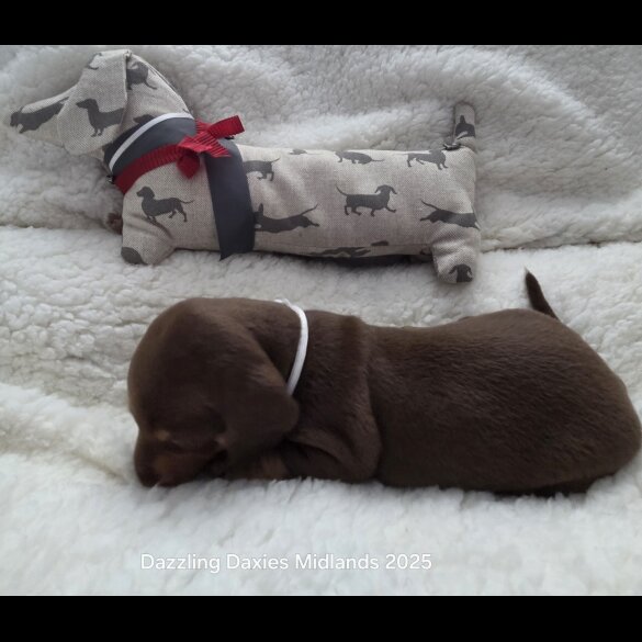 Dachshund (Standard &amp; Miniature) - Bitches