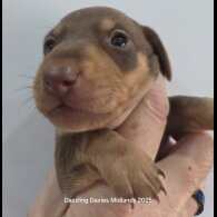 Dachshund (Standard &amp; Miniature) - Bitches