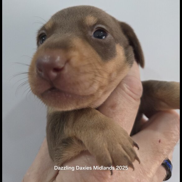 Dachshund (Standard &amp; Miniature) - Bitches