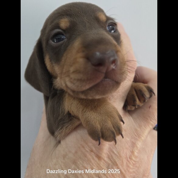 Dachshund (Standard &amp; Miniature) - Bitches