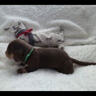 Dachshund (Standard &amp; Miniature) - Bitches