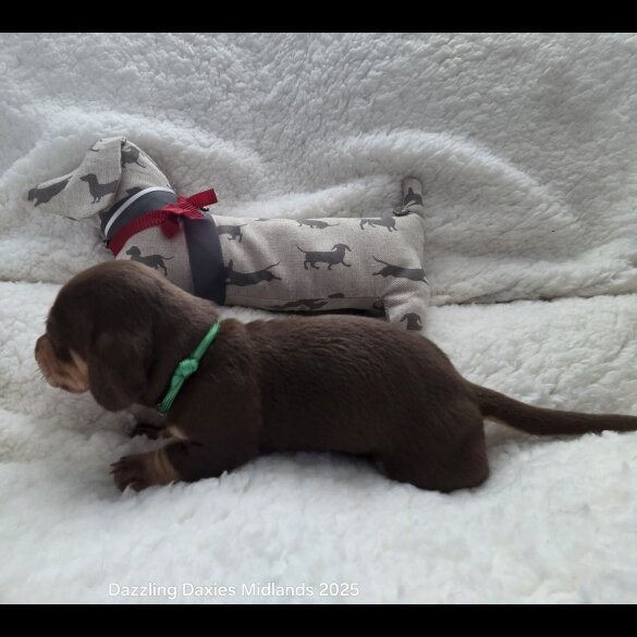 Dachshund (Standard &amp; Miniature) - Bitches
