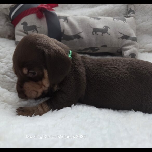 Dachshund (Standard &amp; Miniature) - Bitches