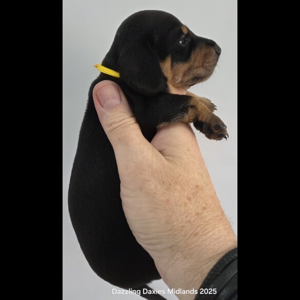 Dachshund (Standard &amp; Miniature) - Bitches