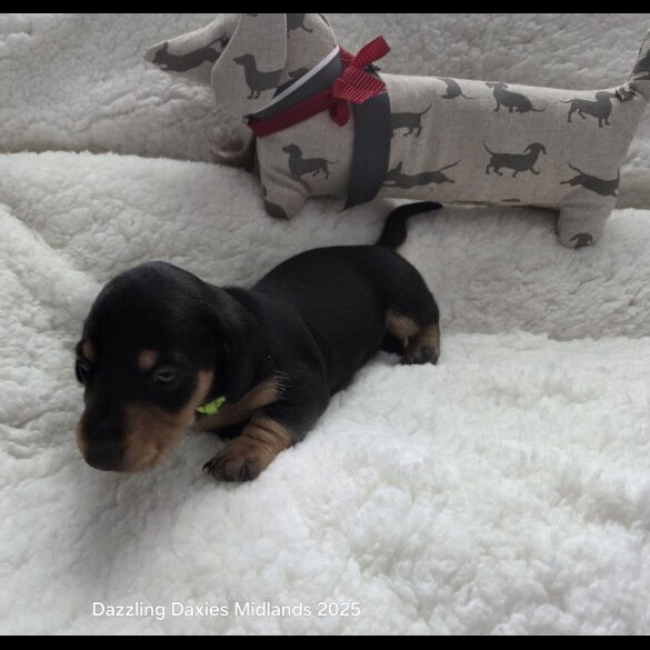 Dachshund (Standard &amp; Miniature) - Bitches