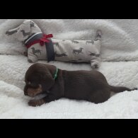 Dachshund (Standard &amp; Miniature) - Bitches