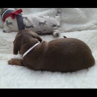 Dachshund (Standard &amp; Miniature) - Bitches