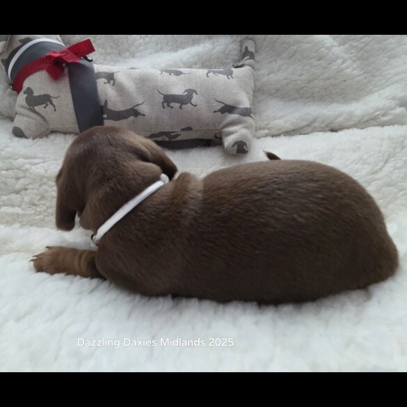 Dachshund (Standard &amp; Miniature) - Bitches