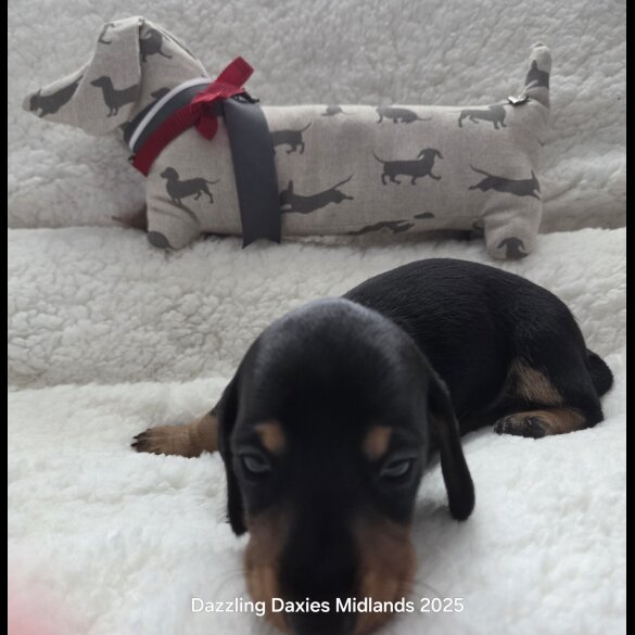 Dachshund (Standard &amp; Miniature) - Bitches