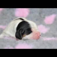 Cocker Spaniel (Working &amp; Show) - Both