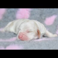 Cocker Spaniel (Working &amp; Show) - Both
