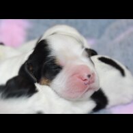 Cocker Spaniel (Working &amp; Show) - Both