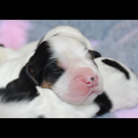 Cocker Spaniel (Working &amp; Show) - Both