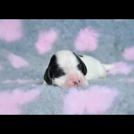 Cocker Spaniel (Working &amp; Show) - Both