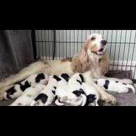 Cocker Spaniel (Working &amp; Show) - Both