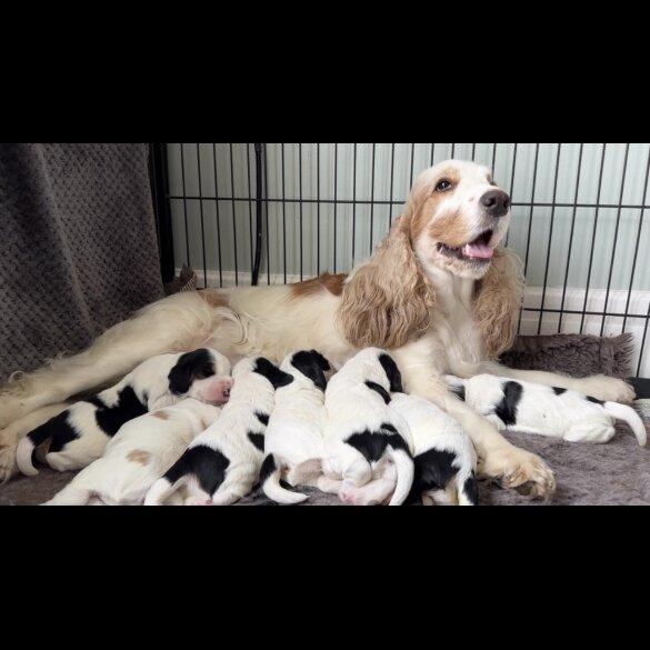 Cocker Spaniel (Working &amp; Show) - Both