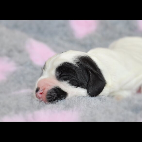 Cocker Spaniel (Working &amp; Show) - Both