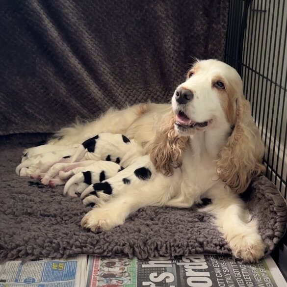 Cocker Spaniel (Working &amp; Show) - Both