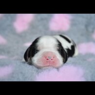 Cocker Spaniel (Working &amp; Show) - Both