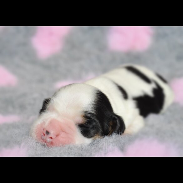 Cocker Spaniel (Working &amp; Show) - Both