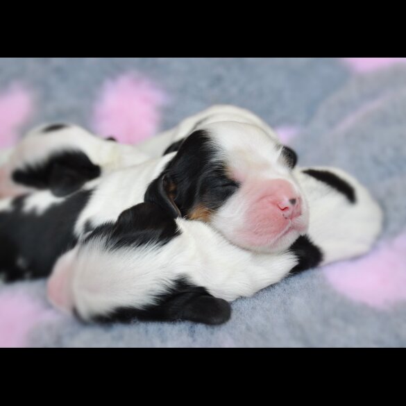 Cocker Spaniel (Working &amp; Show) - Both