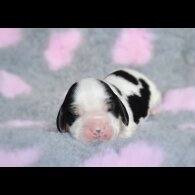 Cocker Spaniel (Working &amp; Show) - Both