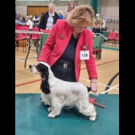 Cocker Spaniel (Working &amp; Show) - Both