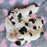Cocker Spaniel (Working &amp; Show) - Both