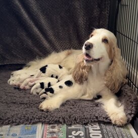 Cocker Spaniel (Working &amp; Show) - Both