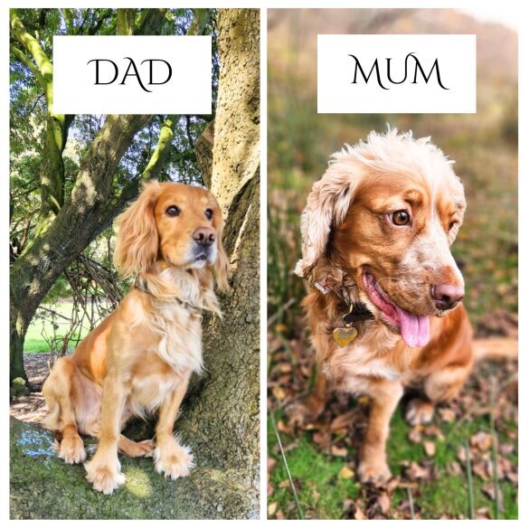 Cocker Spaniel (Show) - Both