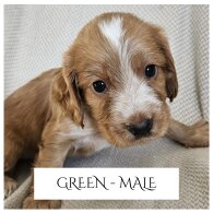 Cocker Spaniel (Show) - Both