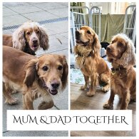 Cocker Spaniel (Show) - Both