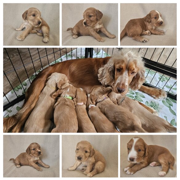 Cocker Spaniel (Show) - Both