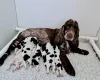 Cocker Spaniel (Show)