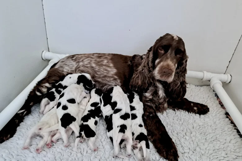 Cocker Spaniel (Show)