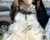 Cocker Spaniel (Show)