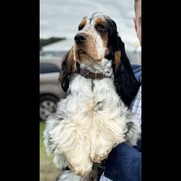 Cocker Spaniel (Show)