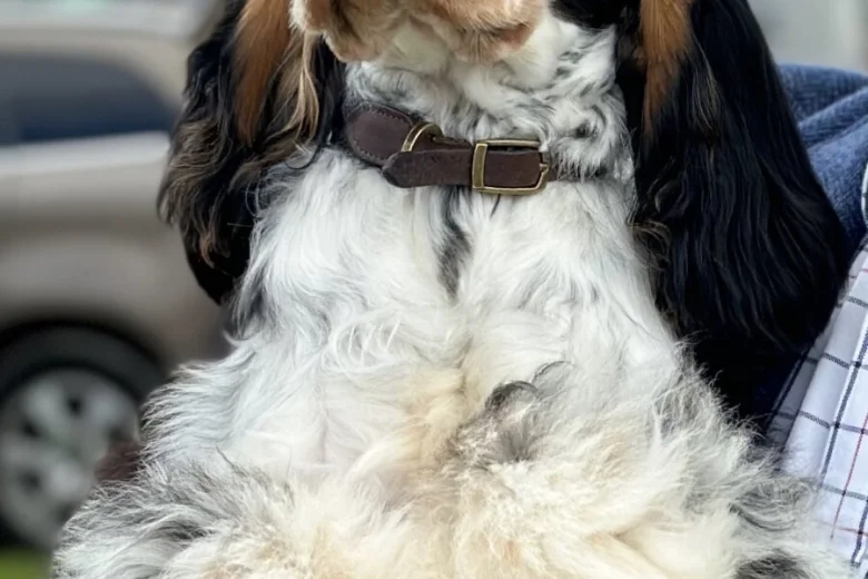 Cocker Spaniel (Show)