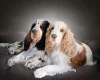 Cocker Spaniel (Show)