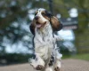 Cocker Spaniel (Show)