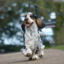 Cocker Spaniel (Show)