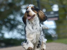 Cocker Spaniel (Show)
