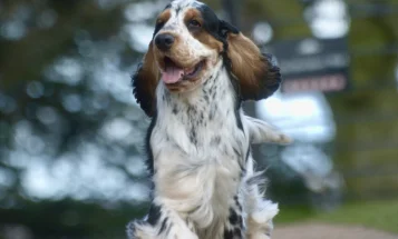 Cocker Spaniel (Show)